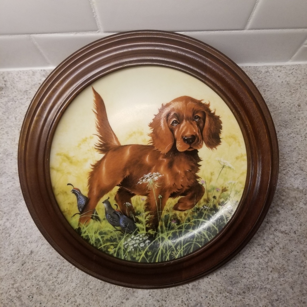 Missing the point - The Irish Setter